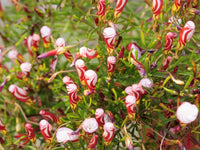 Candy Cane Sorrel Samen zur Aussaat leuchtend – --Anzucht mehrjährig Garten Pflanze