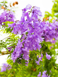 Jacaranda Blumensamen zur Aussaat Create a leuchtend Garten