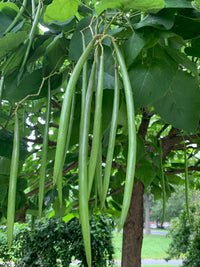 Green Catalpa Großnonioides Samen zum Pflanzen