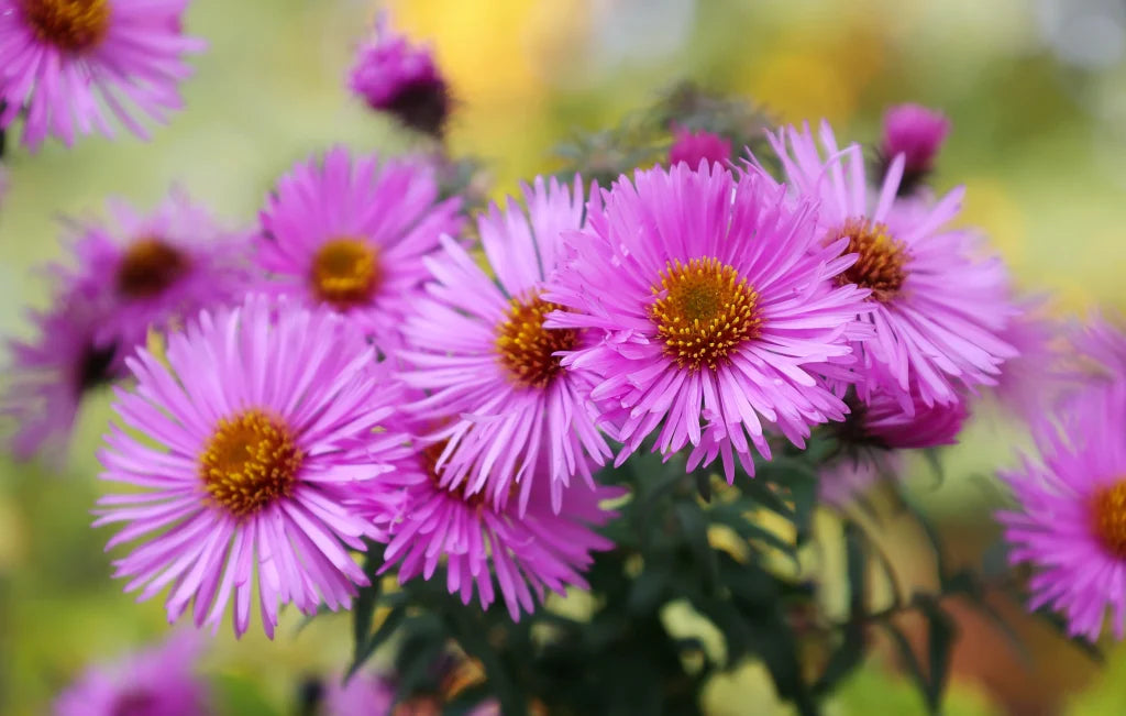 Lila Landscape Herbst Blumensamen zur Aussaat – Drought verträglich – Traditionssorte & ohne Gentechnik Samen Hausgarten