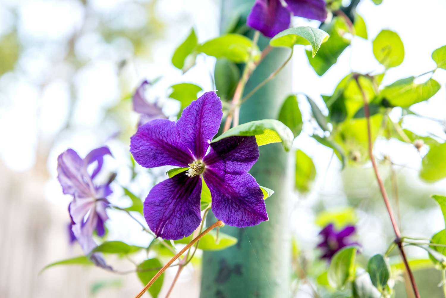 kletternd mehrjährig Blumensamen zur Aussaat – duftend Blüten – Traditionssorte & ohne Gentechnik Samen Hausgarten