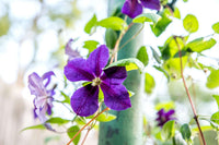 kletternd mehrjährig Blumensamen zur Aussaat – duftend Blüten – Traditionssorte & ohne Gentechnik Samen Hausgarten