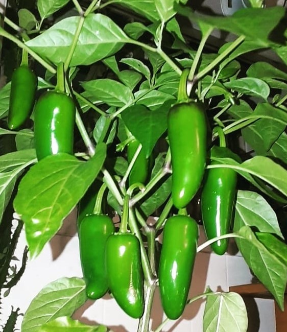 Jalapeno Pepper Samen for Gemüse Planting