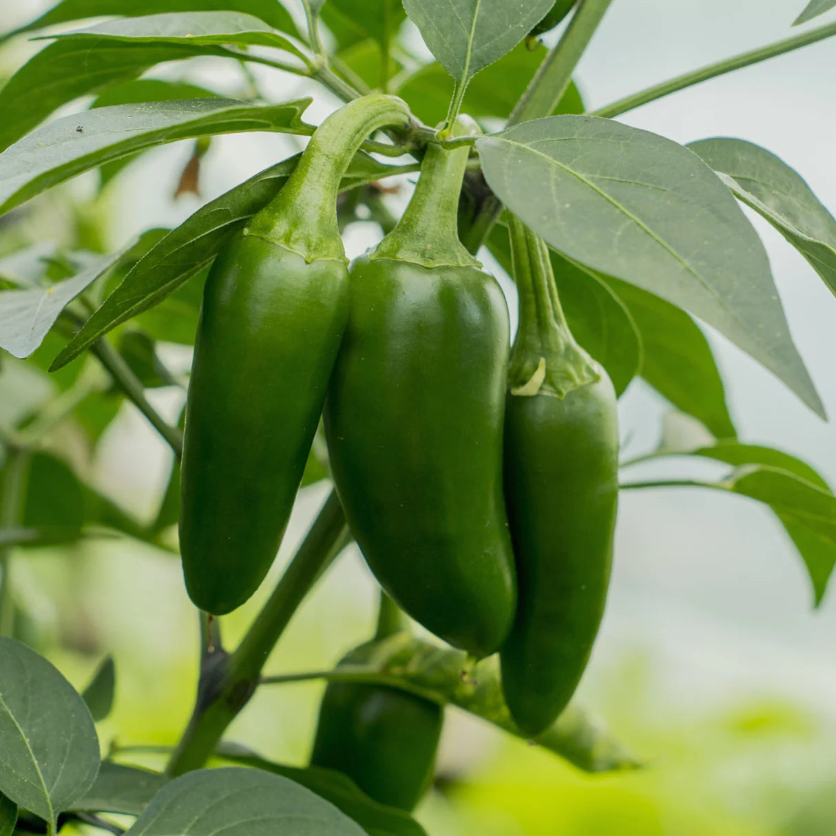 Jalapeno Samen for Gemüse Planting