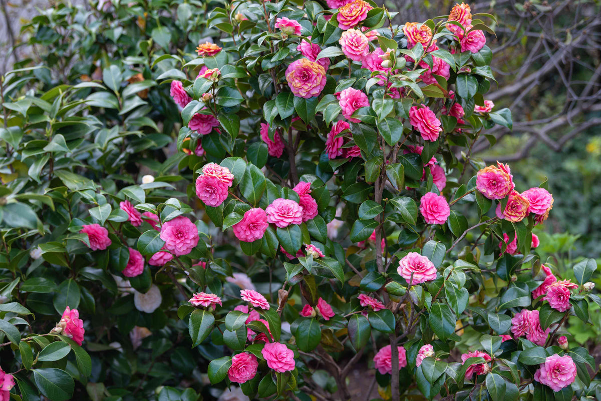 Japanese (japanese camellia) samen for anpflanzung in home garten