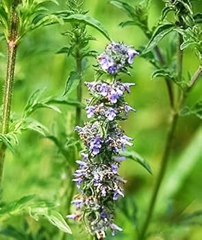 Japanese Catnip Kraut Anbau in Garten bed