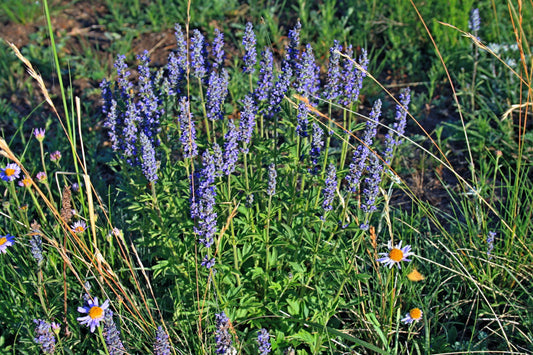 Packet of Japanese Catnip Kraut purple Blume Samen