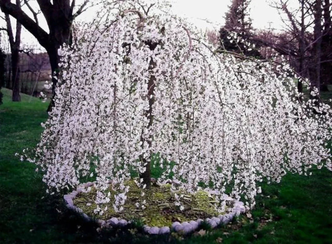Japanese cherry blossom tree samen – weeping cherry variety