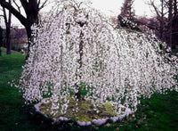 Japanese cherry blossom tree samen – weeping cherry variety