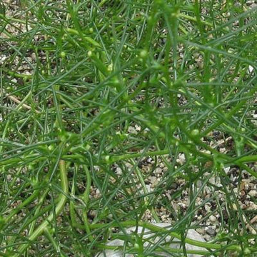 Saltwort Okahijiki Anbau in a Garten bed