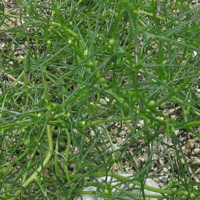 Saltwort Okahijiki Anbau in a Garten bed