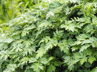 Japanese Mugwort Pflanze with green aromatic leaves and yellow Blumen