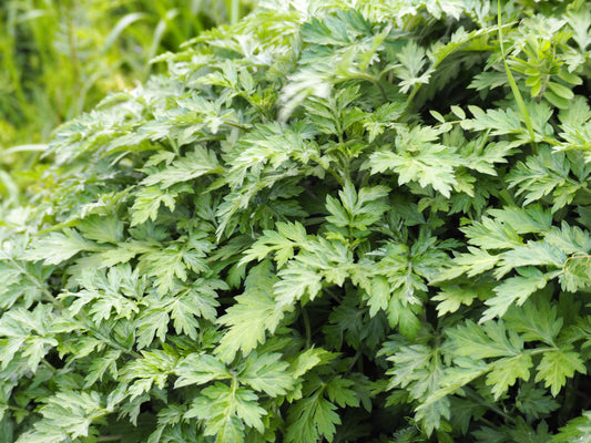 Japanese Mugwort Pflanze with green aromatic leaves and yellow Blumen