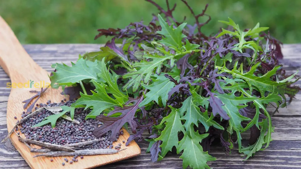 Japanese Mustard Green Samen – Heirloom Mizuna Baby Leaf Variety