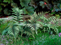 Japanese Painted Fern Blumensamen zur Aussaat – farbenfroh Schau – Traditionssorte & ohne Gentechnik Samen Hausgarten