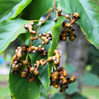 Hovenia dulcis Baum, Samen für einfaches Anpflanzen