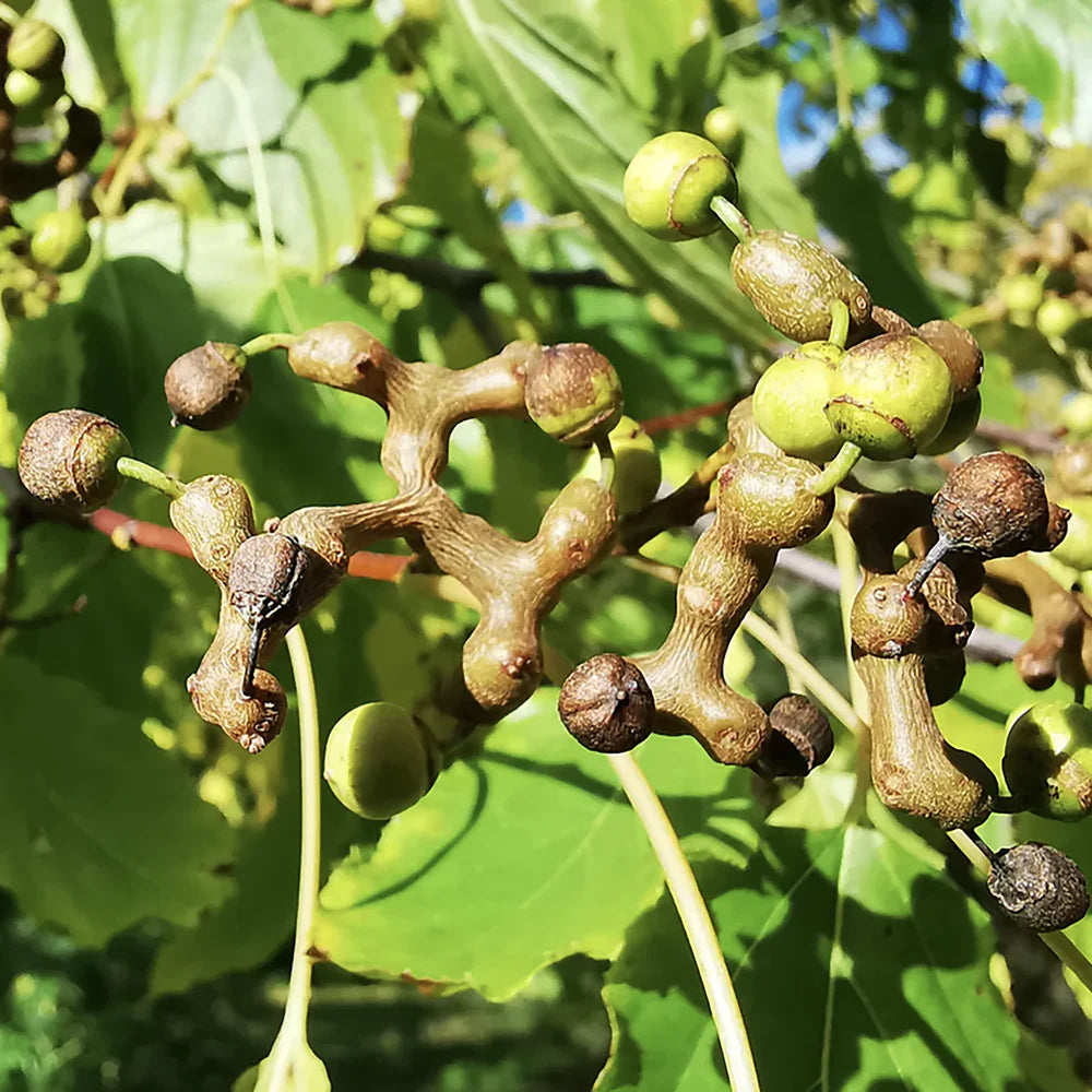 Hovenia dulcis Baum, Samen für einfaches Anpflanzen