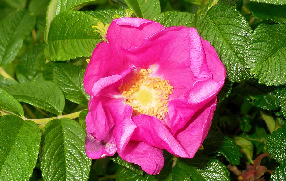 Rosa Rugosa Blumensamen zur Aussaat Garten beliebt Traditionssorte & ohne Gentechnik Samen Hausgarten