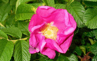 Rosa Rugosa Blumensamen zur Aussaat Garten beliebt Traditionssorte & ohne Gentechnik Samen Hausgarten