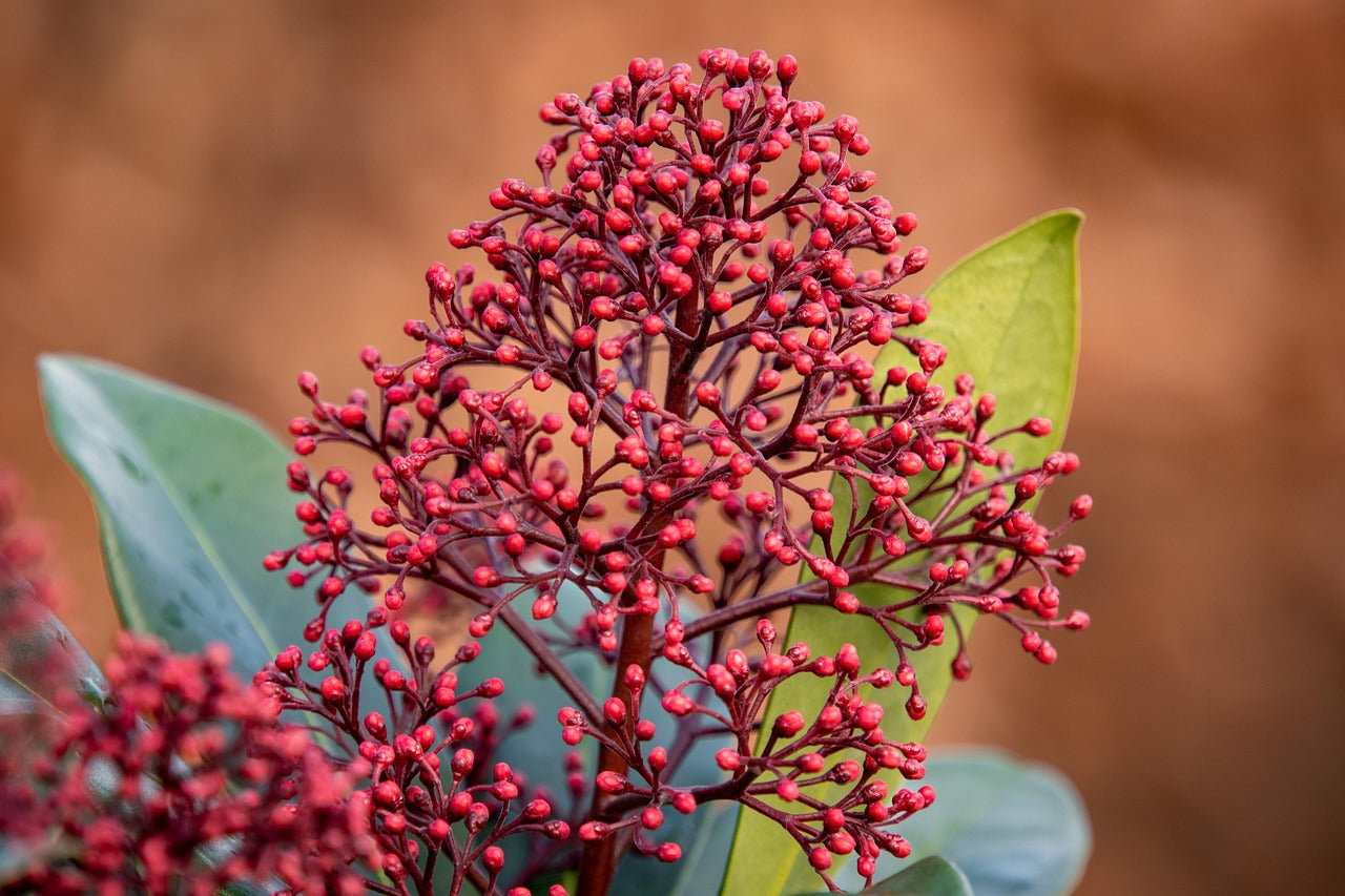 Skimmia Blumensamen zur Aussaat lang Blüte Saison Traditionssorte & ohne Gentechnik Samen Hausgarten