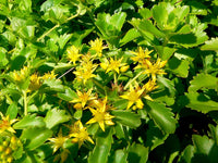 Gelb Sedum Blumensamen zur Aussaat – saisonal Dauerblüher – Traditionssorte & ohne Gentechnik Samen Hausgarten