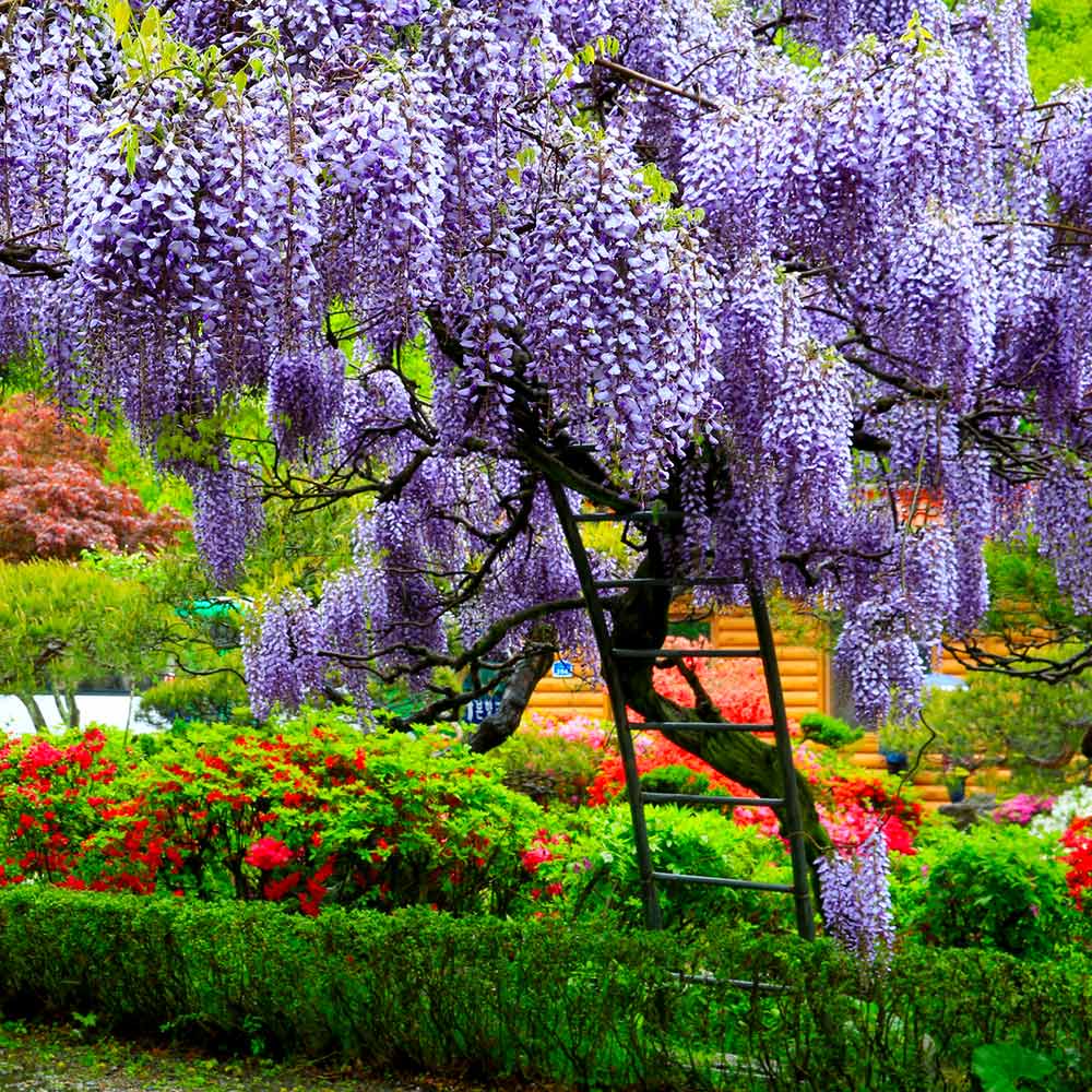 Japanese wisteria flowering samen for garten trellises and pergolas