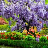 Japanese wisteria flowering samen for garten trellises and pergolas