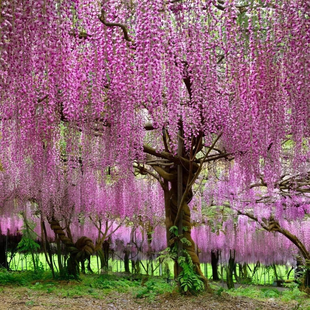Japanese wisteria tree samen for anpflanzung and gardening