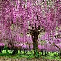 Japanese wisteria tree samen for anpflanzung and gardening