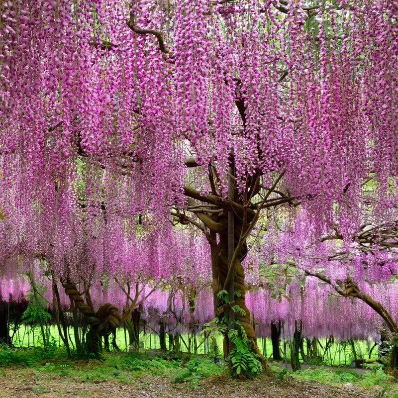 Japanese wisteria tree samen for anpflanzung and gardening