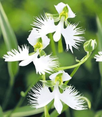 Heron Orchidee Blumensamen zur Aussaat leuchtend Blüten Traditionssorte & ohne Gentechnik Samen Hausgarten