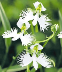 Heron Orchidee Blumensamen zur Aussaat leuchtend Blüten Traditionssorte & ohne Gentechnik Samen Hausgarten
