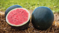Densuke-Wassermelonen-Fruchtsamen für einfaches Anpflanzen