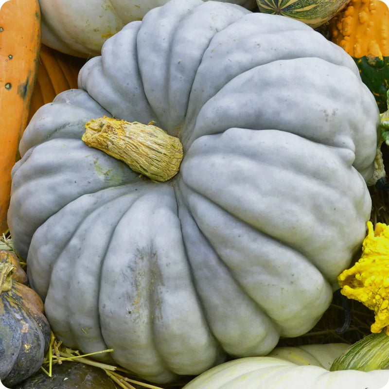 Pumpkin pflanzen aus jarrahdale blue samen in garten