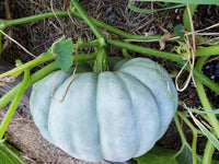Jarrahdale blue pumpkin samen für aussaat high yield variety