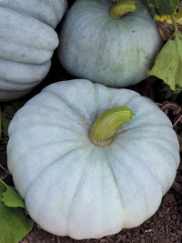 Jarrahdale blue pumpkin pflanze gezogen aus samen