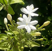 Jasminum Blumensamen zur Aussaat Schnitt Blume beliebt Traditionssorte & ohne Gentechnik Samen Hausgarten