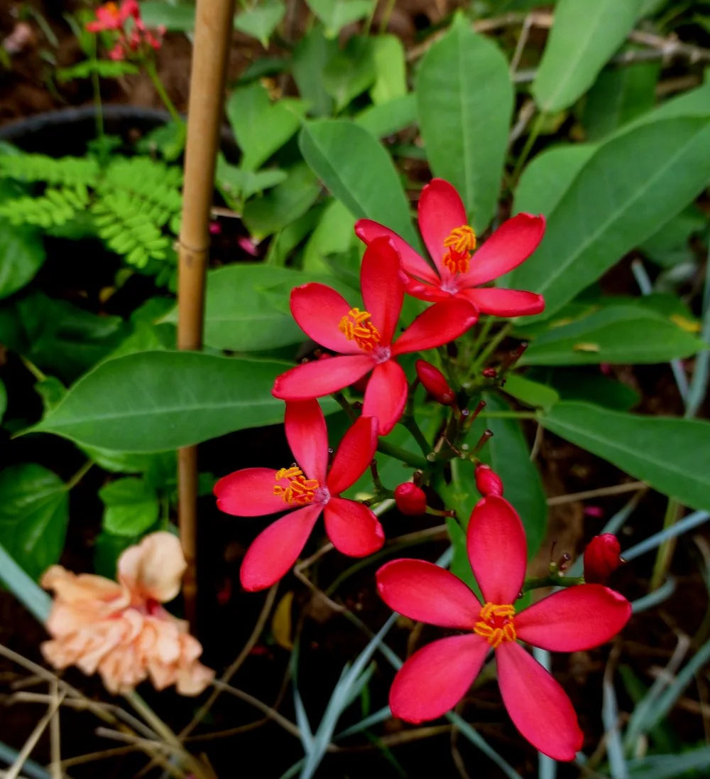 Jatropha Blumensamen zur Aussaat Wildblume Mischung Traditionssorte & ohne Gentechnik Samen Hausgarten
