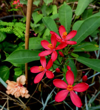 Jatropha Blumensamen zur Aussaat Wildblume Mischung Traditionssorte & ohne Gentechnik Samen Hausgarten
