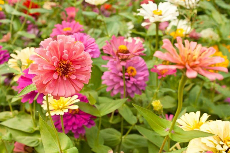 Elegans Peppermint Blumensamen zur Aussaat Garten beliebt Traditionssorte & ohne Gentechnik Samen Hausgarten