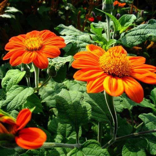 Orange Mexican Sonnenblume Samen zur Aussaat – ausdrucksstark Blüten
