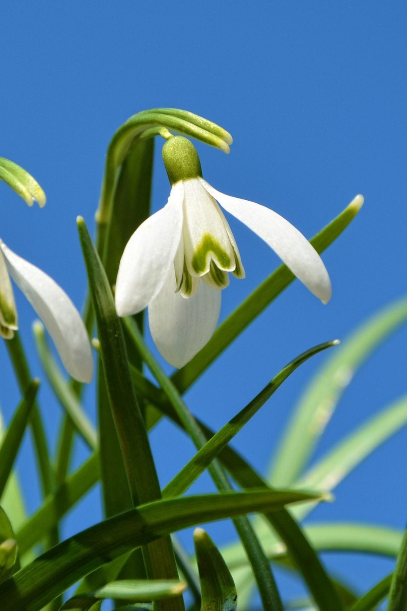 Weiß Snowdrop Pflanze Samen zur Aussaat Samen Galanthus Nivalis und Floral Schauanlagen