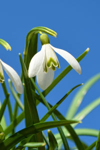 Weiß Snowdrop Pflanze Samen zur Aussaat Samen Galanthus Nivalis und Floral Schauanlagen