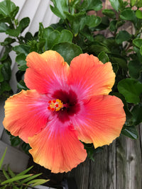 hell Orange Hibiskus Blumensamen zur Aussaat – Landhaus Garten wichtig – Traditionssorte & ohne Gentechnik Samen Hausgarten