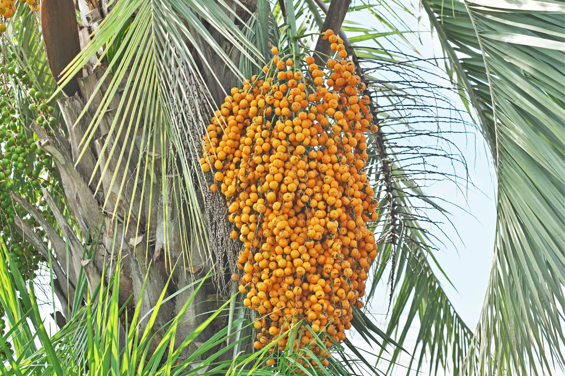 Pindo-Palmen frucht Samen für einfaches Anpflanzen