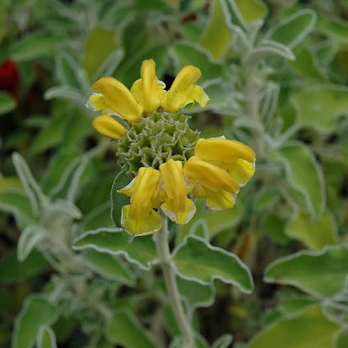Bright gelb jerusalem sage blooms in garten