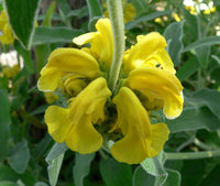 Jerusalem sage wachsend in sunny garten
