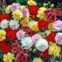 Gemischt Nelke Blumensamen zur Aussaat Bestäuber freundlich Traditionssorte & ohne Gentechnik Samen Hausgarten