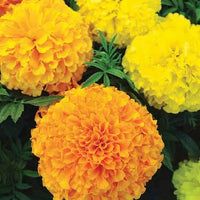 Gelb Mittagsgold Blumensamen zur Aussaat Halbschatten verträglich Traditionssorte & ohne Gentechnik Samen Hausgarten