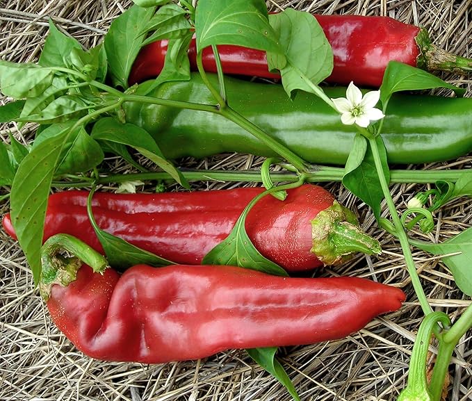High germination jim legacy pepper samen